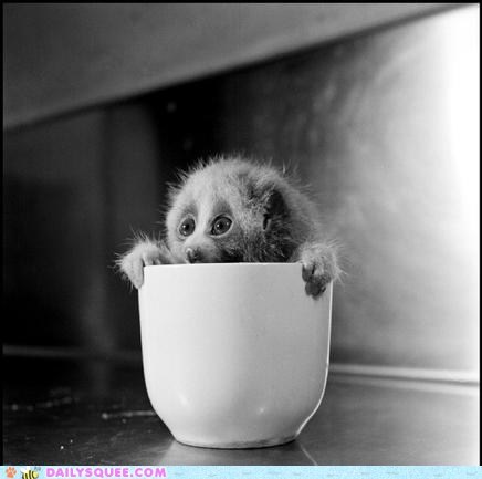 Squee Spree: Cup of Loris