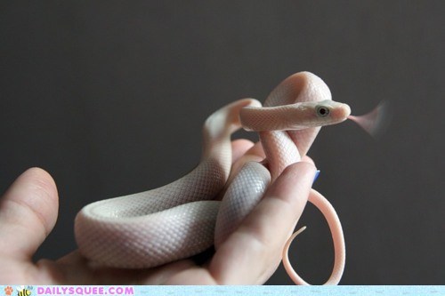 Daily Squee: Creepicute: Pinky