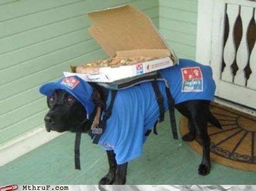 Delivery Dog Demands a Good Tip