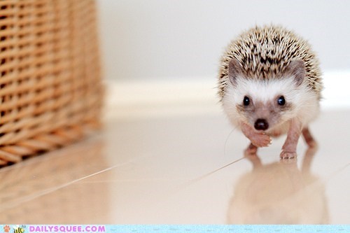 Daily Squee: On the Prowl 