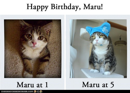 Happy Birthday, Maru!
