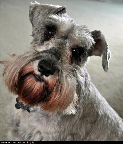 Goggie ob teh Week FACE OFF: Miniature Schnauzer 