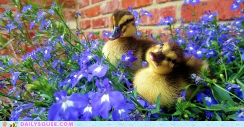 Daily Squee: Summer Duckies 