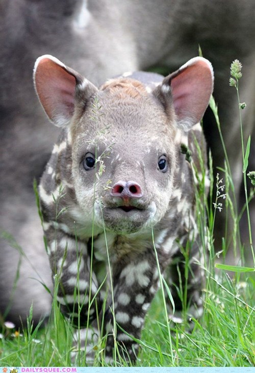 Curious Tapir Calf 