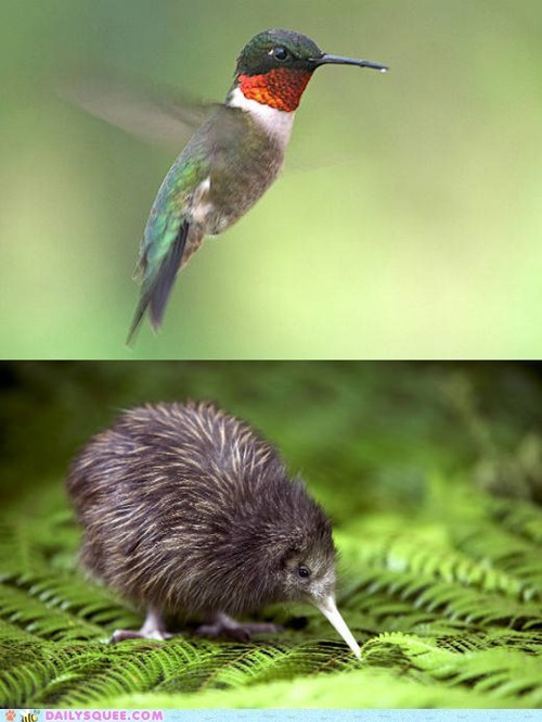 Squee Spree: Humming Bird vs. Kiwi