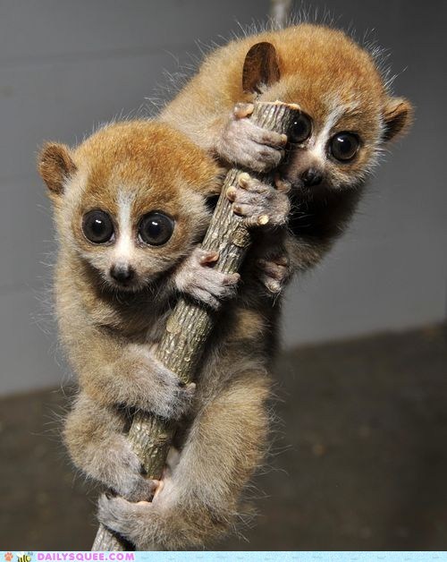 Squee Spree: Loris Twinsies! 