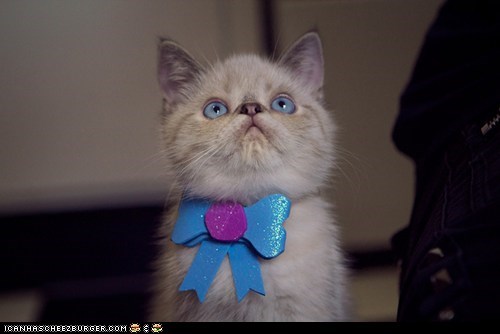 Cyoot Kitteh of teh Day: O, U Fansy, Huh?