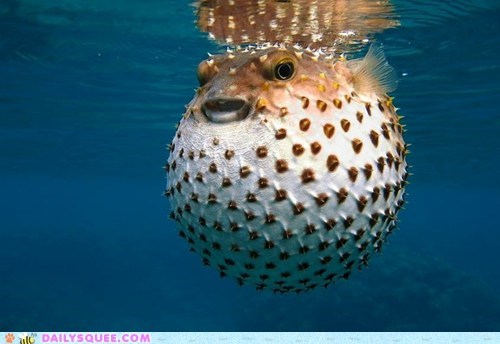 All Puffed Up 