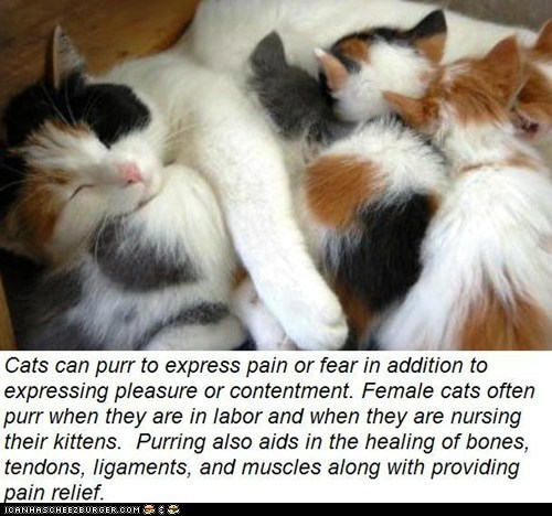 Fun Cat Facts #91