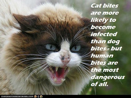 Fun Cat Facts #95