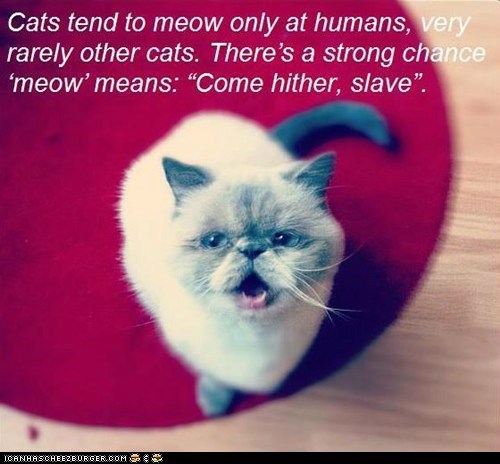 Fun Cat Facts #96