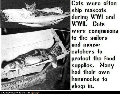 Fun Cat Facts #97