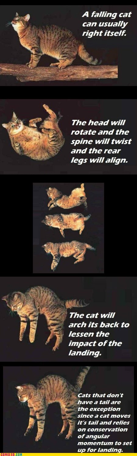 Fun Cat Facts #98