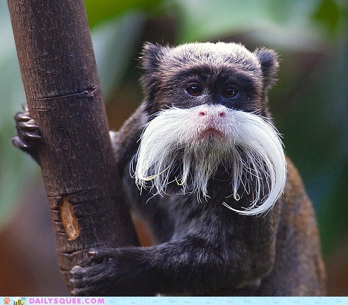 Daily Squee: I Mustache You A Question