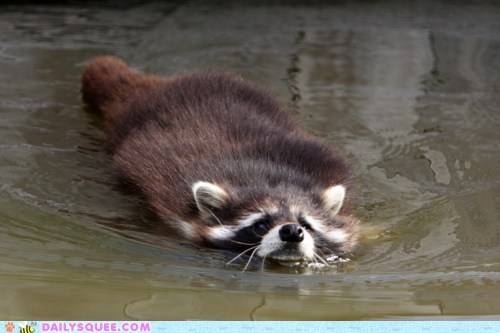 Raccoony Paddle 