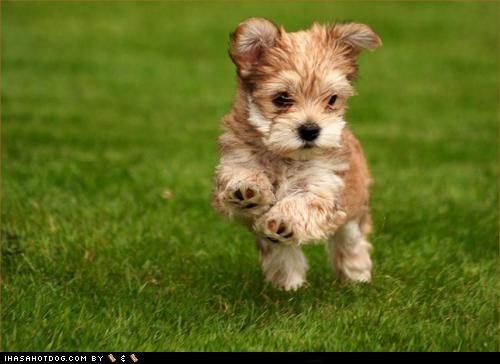 Cyoot Puppy ob teh Day: Jumping For Joy! 