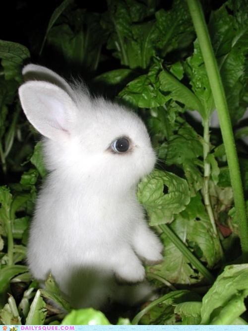 Bunday: Lost in the Vegetable Garden 