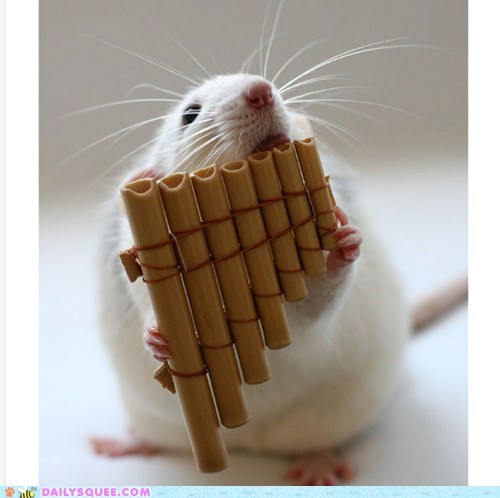 Daily Squee: Musical Rat 
