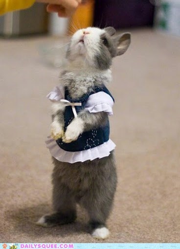 Daily Squee: Fancy 