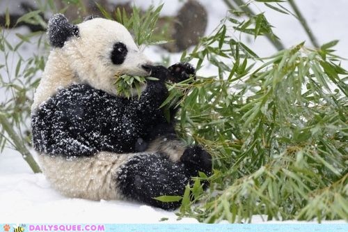 Daily Squee: Snow Covered Noms
