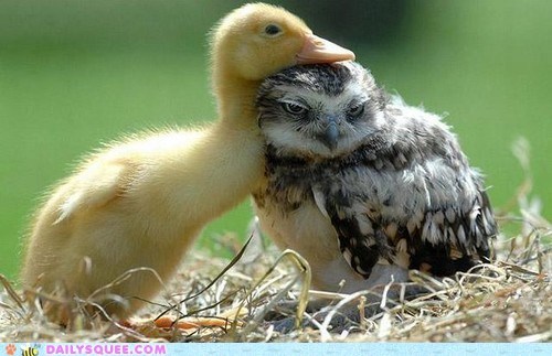 Interspecies Love: Birds of a Feather