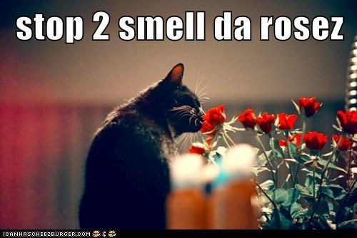 stop 2 smell da rosez