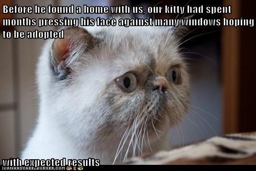 Before he found a home with us, our kitty had spent months pressing his face against many windows hoping to be adopted  with expected results