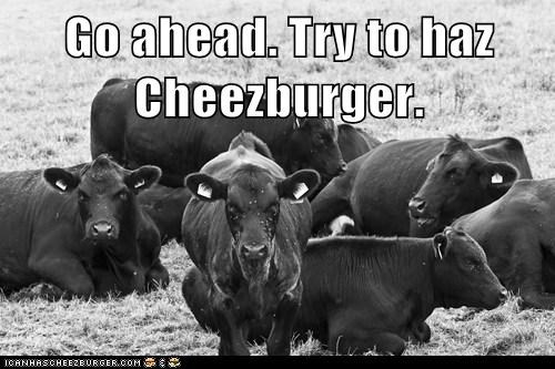 We Dare You