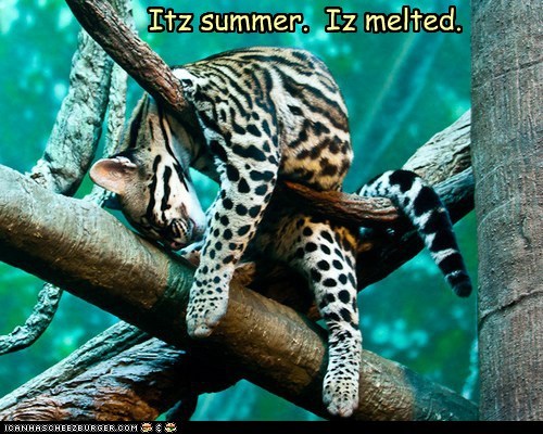 What, You've Never Seen a Melted Cat Before?