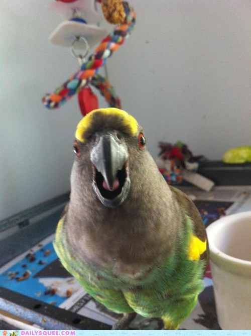 Reader Squee: Angry bird