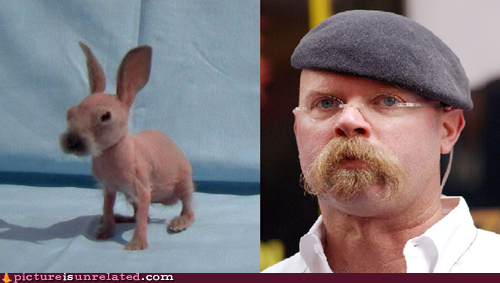 Reframe: Jamie Hyneman Is a Rabbit- Myth Confirmed