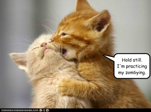 Lolcats: Hold still. 