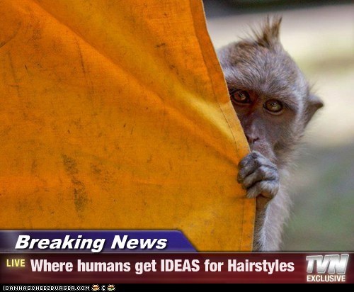 Breaking News - Where humans get IDEAS for Hairstyles