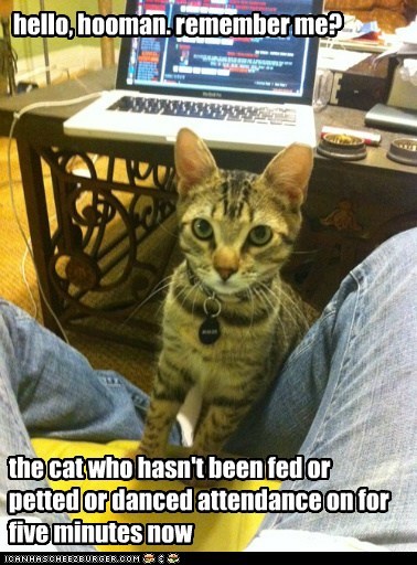 hello, hooman. remember me?