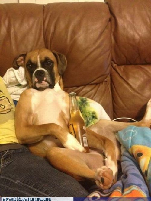 Crunk Critters: Beer Boxer Has Found His Beach