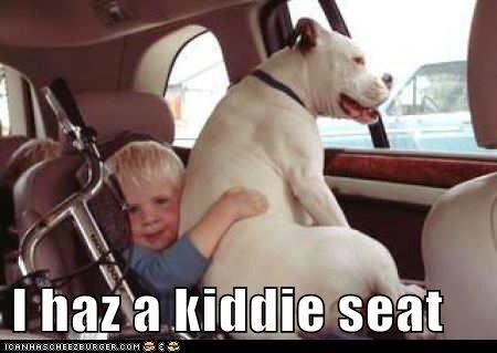 I Has A Hotdog: Kiddie Seat 