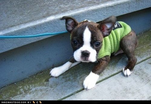 Cyoot Puppy ob teh Day: First Walk 