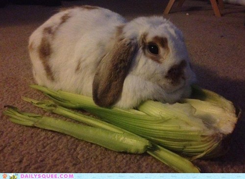 Reader Squee: Food is Not a Bed!