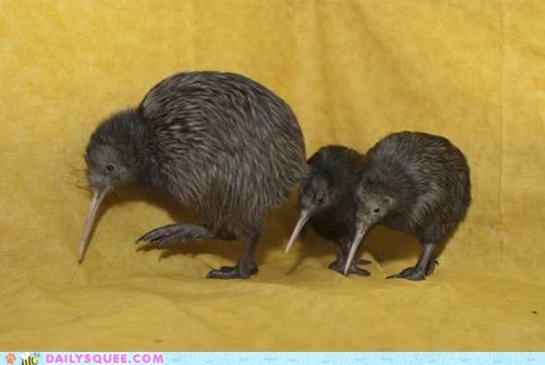Squee Spree: Three Wee Kiwi 