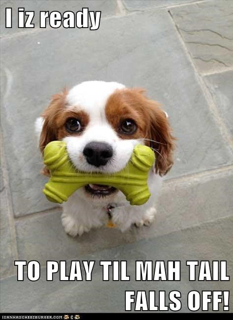 I iz ready  TO PLAY TIL MAH TAIL FALLS OFF!