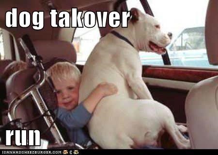 dog takover  run