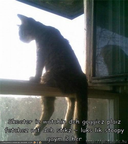 Skeeter iz watchin deh goggiez plaiz fetchez wif deh stikz ~ luks lik stoopy gaym 2 her