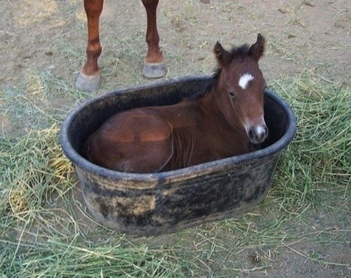 Horsey in a Bucket 