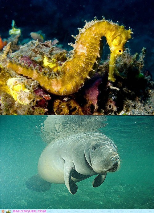 Squee Spree: Seahorse vs. Manatee 
