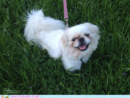 Reader Squee: Happy Gracie is Happy!