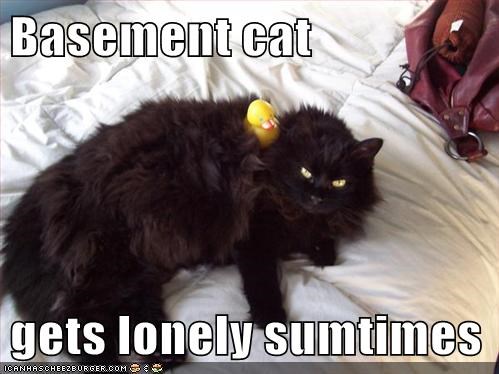 Basement cat 
