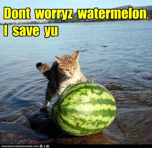 Dont  worryz  watermelon   I  save  yu