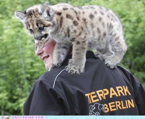 Piggyback Ocelot 