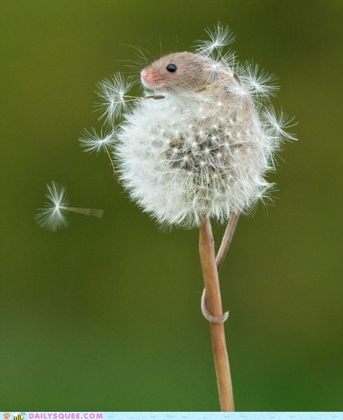 Dandelion Mouse 