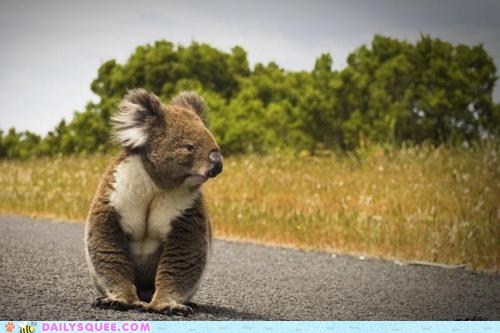 Koala Crossing 